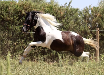 Azteca, Hingst, 2 år, 145 cm, Tobiano-skäck-alla-färger