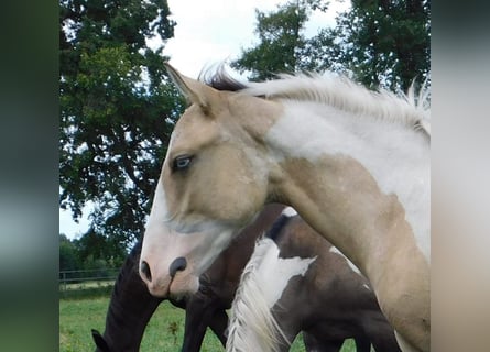 Azteca, Hingst, Föl (02/2024), 160 cm, Tobiano-skäck-alla-färger