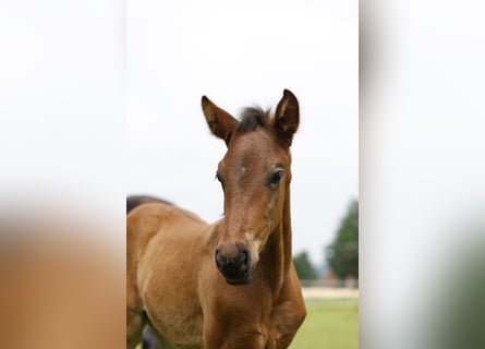 Azteca, Hingst, Föl (04/2024), 163 cm, Brun