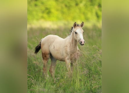 Azteca, Mare, 1 year, 15,1 hh, Buckskin