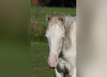 Azteca, Mare, 1 year, 15 hh, Perlino