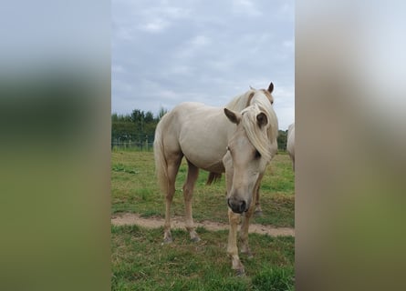 Azteca, Mare, 1 year, 15,2 hh, Palomino