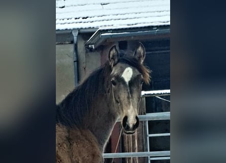 Azteca, Mare, 1 year, 15,3 hh, Buckskin