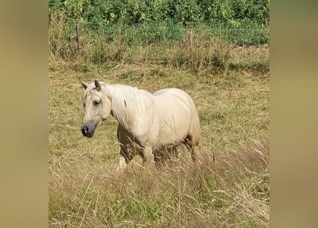 Azteca, Mare, 2 years, 15.2 hh, Palomino