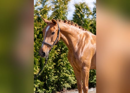 Azteca Mix, Mare, 5 years, 14,1 hh, Chestnut-Red