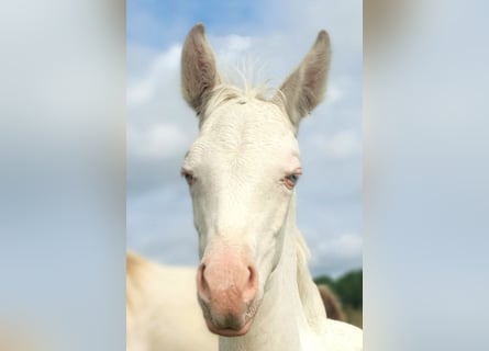 Azteca, Mare, Foal (04/2024), 15 hh, Perlino