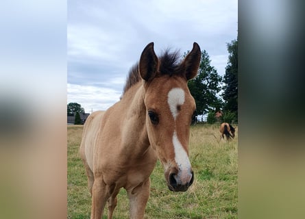 Azteca, Mare, , 15,2 hh, Red Dun