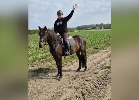 Azteca Mix, Merrie, 13 Jaar, 160 cm, Bruin