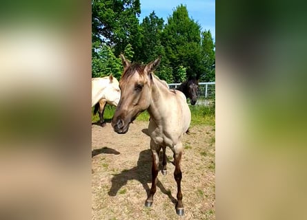 Azteca, Merrie, 1 Jaar, 158 cm, Grullo