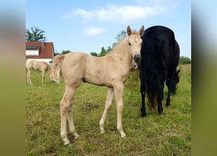 Azteca, Merrie, veulen (05/2024), 160 cm, Palomino