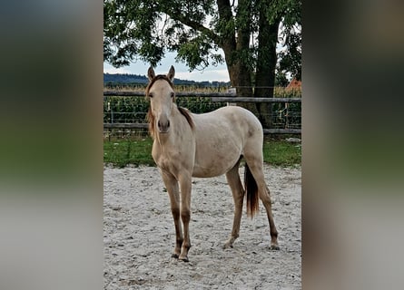 Azteca, Semental, 1 año, 155 cm, Champán