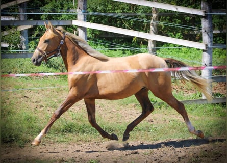 Azteca, Semental, 3 años, 146 cm, Dunalino (Cervuno x Palomino)