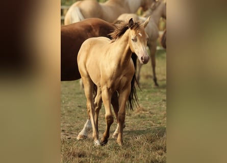 Azteca, Stallion, 1 year, 14,2 hh, Champagne