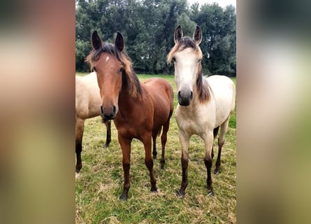 Azteca, Stallion, 1 year, 15,2 hh, Brown