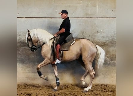 Azteca, Stallion, 3 years, 15.2 hh, Palomino
