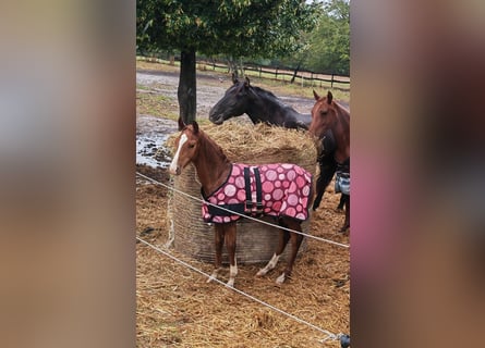 Azteca Mix, Hengst, Fohlen (05/2024), 14,2 hh, Fuchs