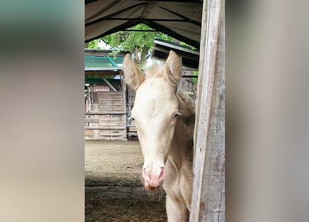 Azteca, Stallion, Foal (05/2026), 15.1 hh, Pearl