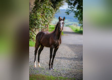 Azteca, Stallion, Foal (06/2023), 15.2 hh, Black