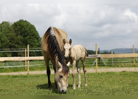 Azteca, Stallion, Foal (05/2024), 15.2 hh, Buckskin