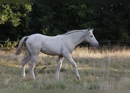 Azteca, Stallion, Foal (05/2026), 15.2 hh, Pearl