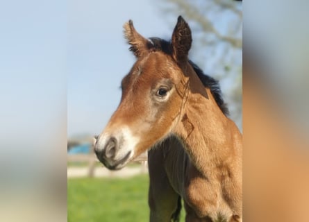 Azteca, Stallion, , 15,1 hh, Brown
