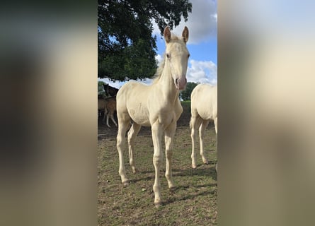 Azteca, Stallion, Foal (05/2026), 16 hh, Pearl