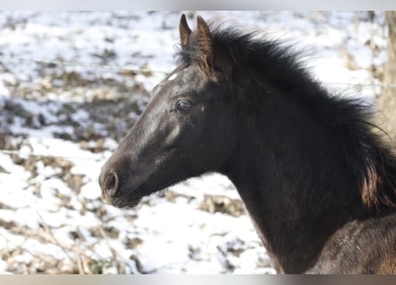 Paint Horse Stallone 1 Anno Tobiano-tutti i colori in Haldenwang