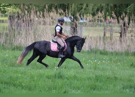 Azteca, Stallone, 4 Anni, 154 cm, Morello