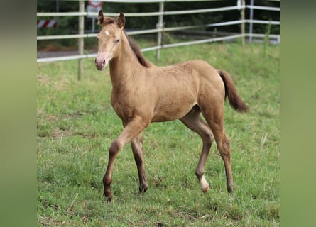 Azteca, Stallone, Puledri
 (03/2024), 150 cm, Champagne