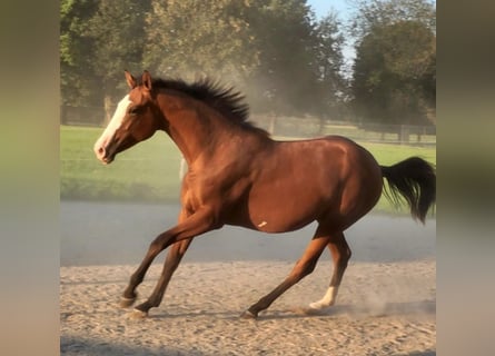 Azteca, Sto, 1 år, 156 cm, Brun