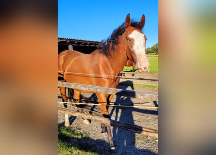 Azteca, Stute, 2 Jahre, 164 cm, Brauner