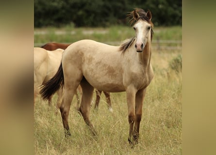 Azteca, Stute, 1 Jahr, 155 cm, Buckskin