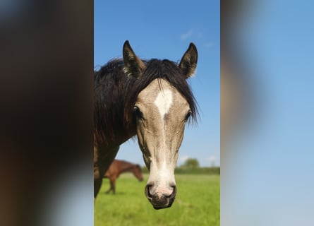 Azteca, Stute, 1 Jahr, 162 cm, Buckskin