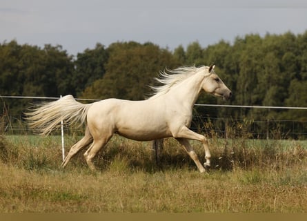 Azteca, Stute, 2 Jahre, 158 cm, Palomino