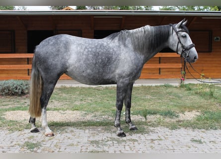 Azteca, Yegua, 6 años, 165 cm, Tordo