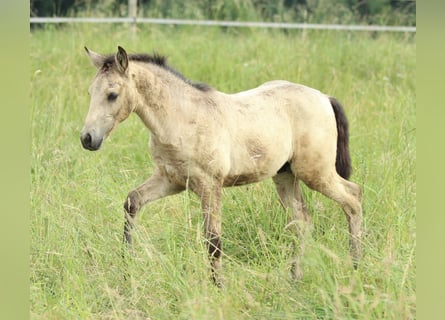 Aztèque, Étalon, , 155 cm, Buckskin