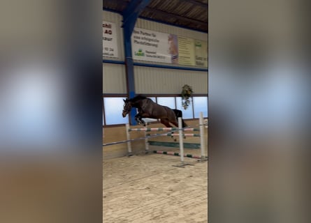 Baden Wuerttemberg, Gelding, 10 years, 16,2 hh, Bay-Dark