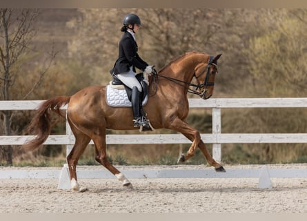 Baden Wuerttemberg, Gelding, 10 years, 16.3 hh, Chestnut