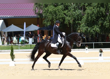Baden Wuerttemberg, Gelding, 12 years, 16,2 hh, Black