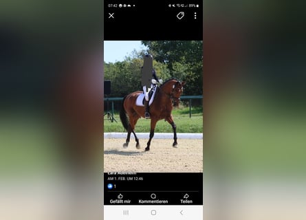 Baden Wuerttemberg, Gelding, 12 years, 17,1 hh, Brown
