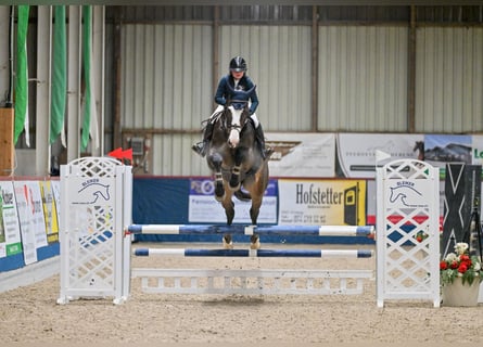 Baden Wuerttemberg, Gelding, 13 years, 17 hh, Bay-Dark