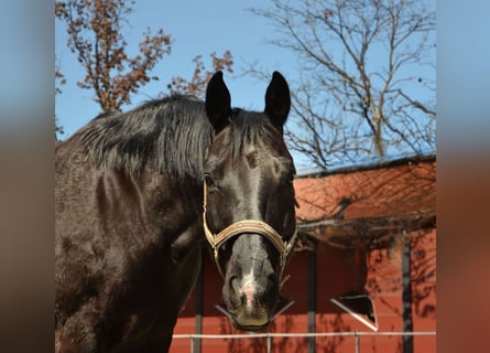 Baden Wuerttemberg, Gelding, 14 years, 16 hh, Black