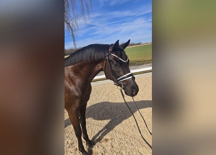 Baden Wuerttemberg, Gelding, 3 years, 16 hh, Black