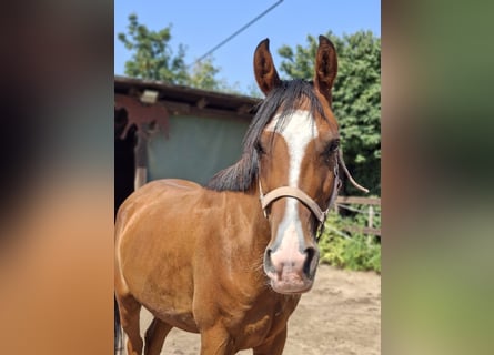 Baden Wuerttemberg, Gelding, 4 years, 14.1 hh, Brown-Light