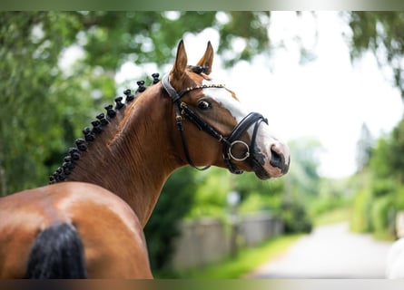 Baden Wuerttemberg, Gelding, 4 years, 15,2 hh, Brown