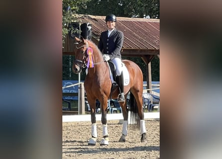 Baden Württemberger, Wallach, 4 Jahre, 16,1 hh, Brauner