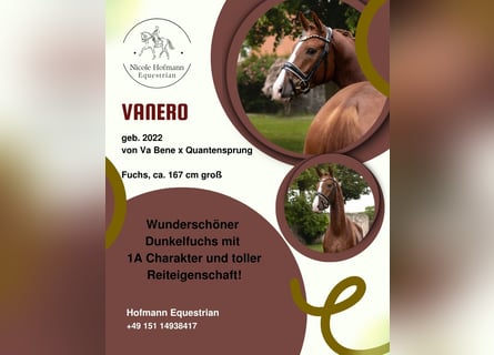Baden Wuerttemberg, Gelding, 4 years, 16.1 hh, Chestnut