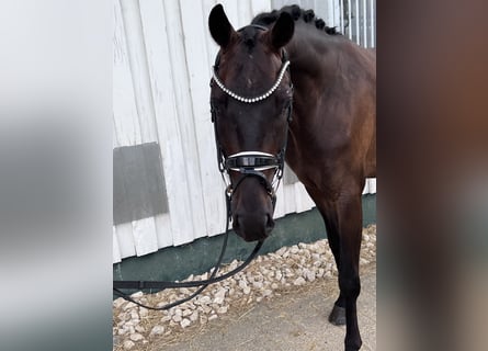 Baden Wuerttemberg, Gelding, 4 years, 16,1 hh