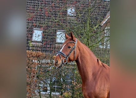 Baden Wuerttemberg, Gelding, 5 years, 16,1 hh, Chestnut-Red