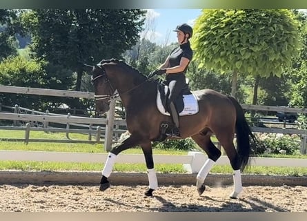 Baden Wuerttemberg, Gelding, 6 years, 16.3 hh, Brown